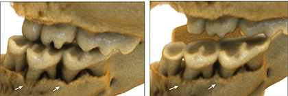 Aged mice show loss of bone supporting the teeth (left). Rapamycin treatment reversed this bone loss (right). 