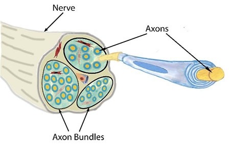 Illustration of a cross-section of a human nerve containing bundles of axons, as shown in the microscopy image above. 