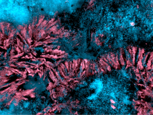 Close-up of pink and blue plants, Childhood Caries Plaque Confocal-2 Seaweed.