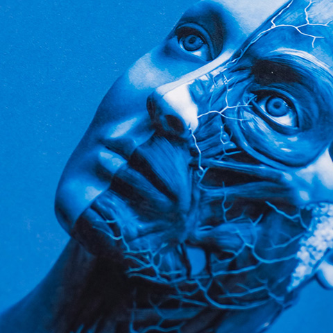 Illustration of a face divided into two halves. The left half is shown with skin while the right half shows the face as it would appear without any skin. 