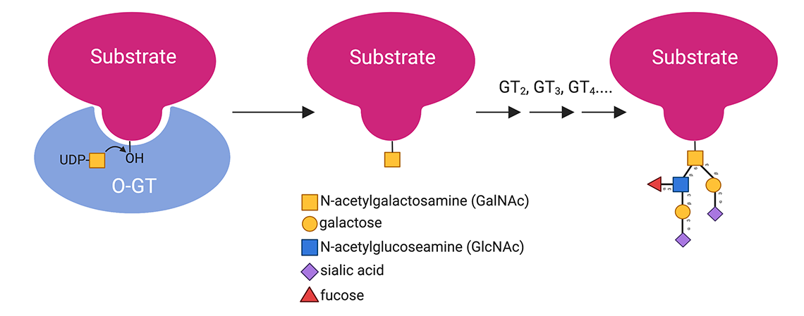 O-Glycosylation 