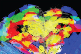 Stem Cells Twists of Fate