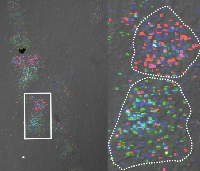 Cross section of sensory neurons, with multi-colored spots representing variant proteins