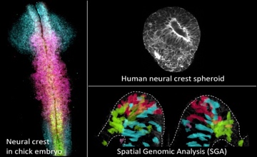 Neural crest in chick embryo, human neural crest spheroid, Spatial Genomic Analysis (SGA)