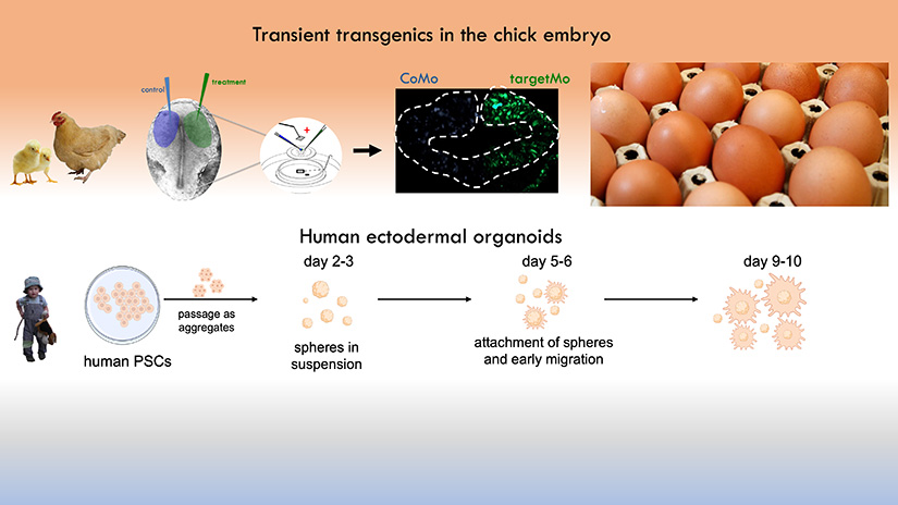 The Neural Crest Development & Disease Unit primarily uses chick embryos as our in vivo model for early neural crest development.