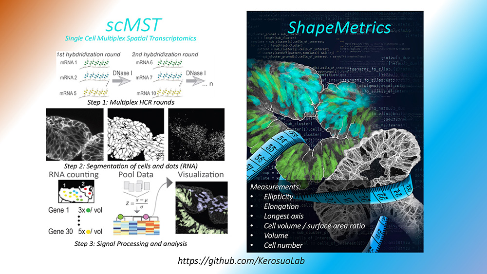 The Neural Crest Development & Disease Unit has invested in developing tools to accurately answer its research questions. scMST is based on re-hybridization rounds of single molecule fluorescent in situ hybridization. Individual cells are segmented in 3D from spinning disk confocal images, and the transcripts are counted within each cell.