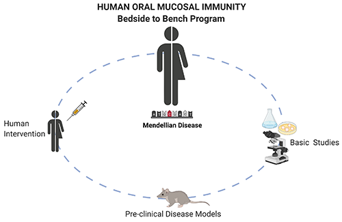 Human oral mucosal immunity diagram