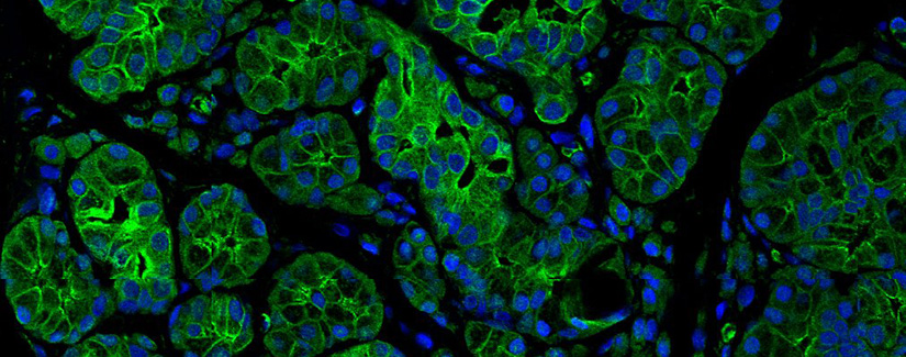 scientific image