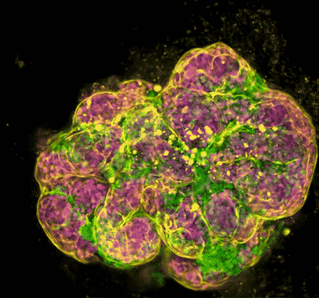 A GIF showing how NIDCR scientists recreated the budding process, a key step in salivary gland development.