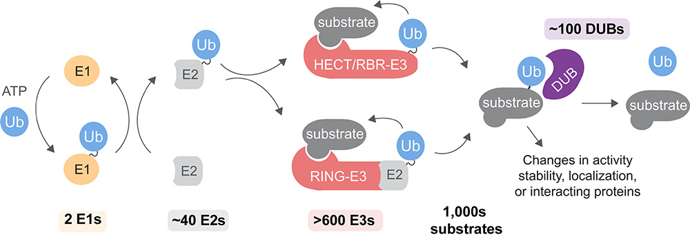 Figure 2. Schematic overview of protein ubiquitylation. Ubiquitin is activated and transferred to tens of E2 conjugating enzymes by one of two E1 enzymes. 