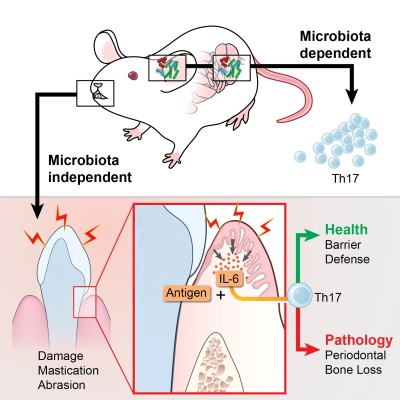 Graphic showing microbiota dependent vs independent immunity processes.