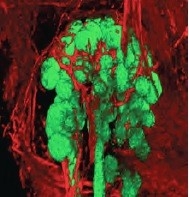 Mouse salivary gland on about 14th day after conception. Gland appears green and nerves appear red (from Developmental Cell 2015).