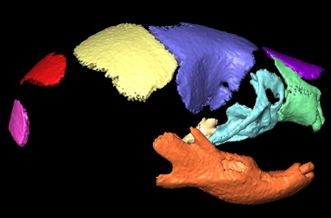 Three dimensional (3D) micro-computed tomography (microCT) analysis is used to examine the phenotypes of craniofacial bones in different mouse models