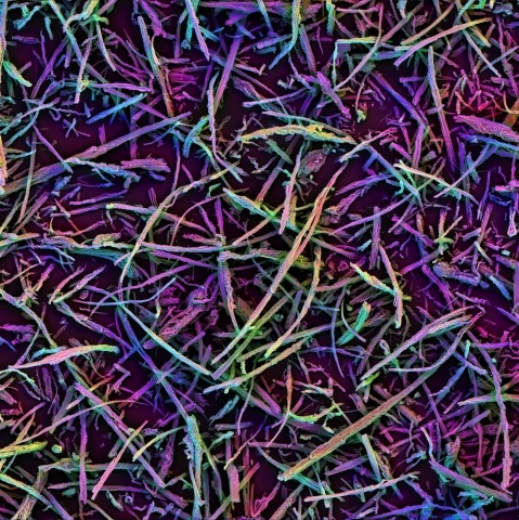 Mesoporous silica microparticles that spontaneously assemble in vivo to form 3D scaffold that allows for in situ immune cell recruitment and programming.