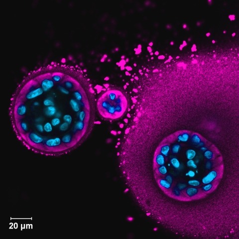 Salivary spheroids release amylase.