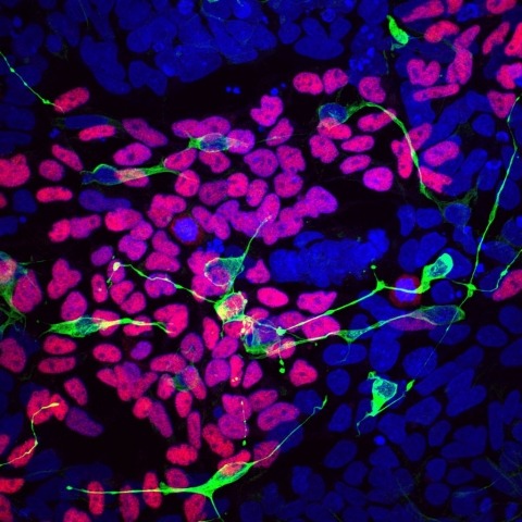 Healthy development of cells.