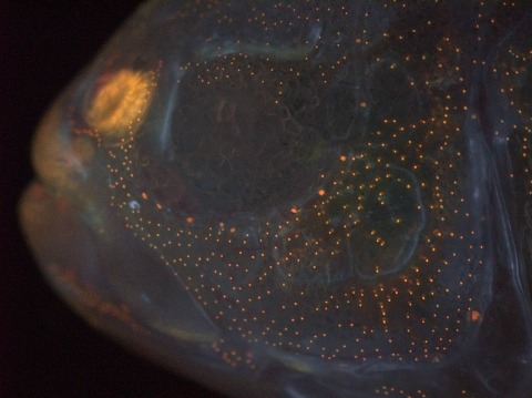 A live-stained cave-dwelling fish