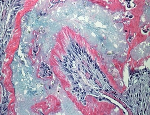 Dental stem cells form dentin, pulp, and blood vessels.