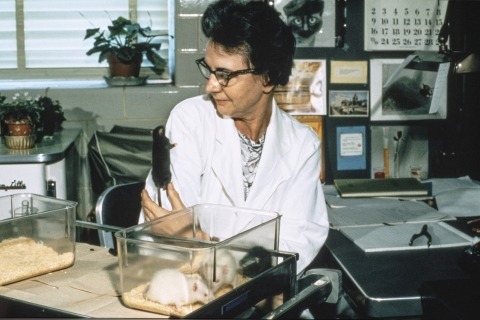 Rachel Harris Larson with white and black rats used in genetic studies.