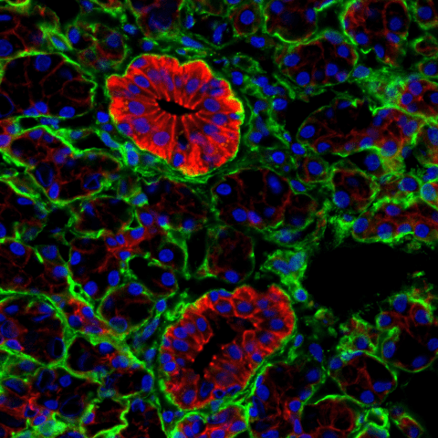 Organization of human salivary stem/progenitor cells.