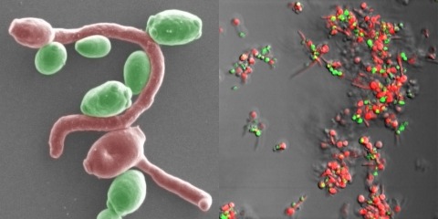 The oral fungal pathogen