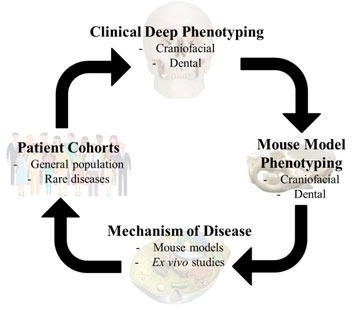 The mission of the CARS is to understand craniofacial and dental development through human disorders that affect the normal development, growth and formation of the craniofacial skeleton and mineralized tissue. 