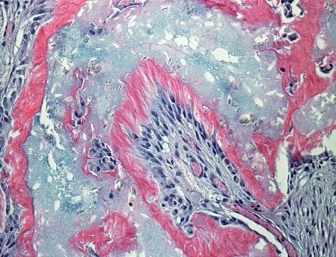 A microscopic image of dental stem cells