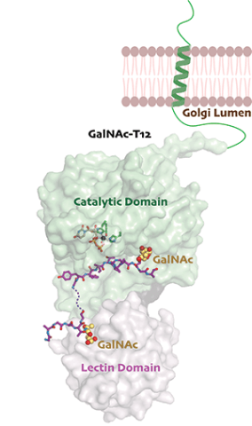 Polypeptide N-acetylgalactosaminyl-transferases (GalNAc-Ts)