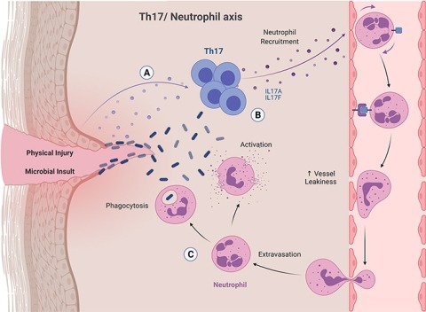 Th17/Neutrophil axis