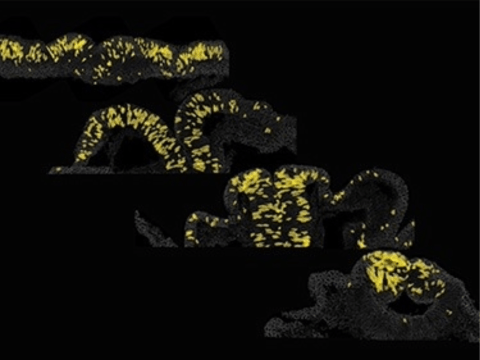 Image shows cross-sections from four developmental stages in the early chicken embryo, from gastrula (top left) to neurulation, when a neural tube forms to prompt the development of the brain and spinal cord (bottom right).