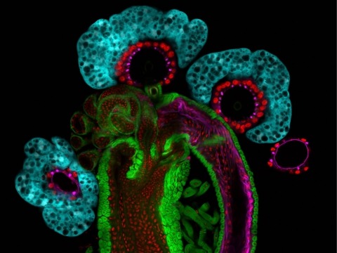 A photo of the Drosophila female reproductive system.