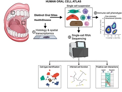 Human Oral Cell Atlas diagram