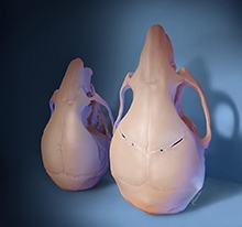 Mice skulls