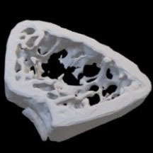 Mouse bone rendering