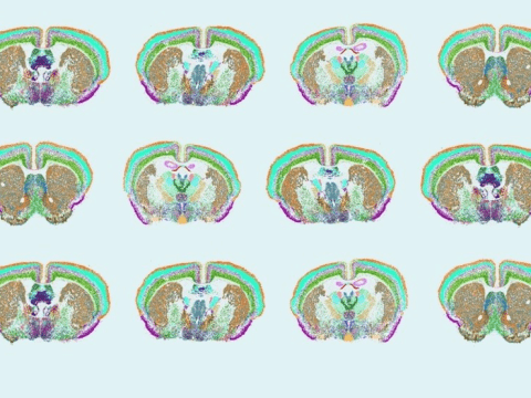Scientists measured 500 genes in the mouse brain to reveal the complex distribution of cell types throughout the brain.