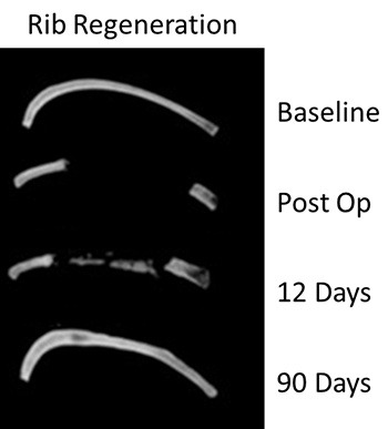 Mouse Rib Regeneration over time