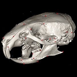 Mouse Skull