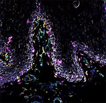 Different cell types inside the mouth.