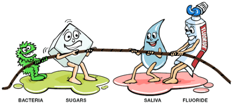 Illustration: tug-of-war Between Bacteria and Sugars Versus Saliva and Fluoride