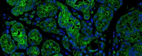 scientific image