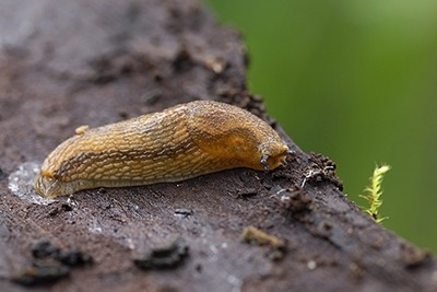 Slug on a log