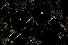 BMSCs (red and green) located near blood-producing stem cells (white) produce hepcidin The new IRP study showed for the first time that in our bone marrow, BMSCs (red and green) located near blood-producing stem cells (white) produce hepcidin.