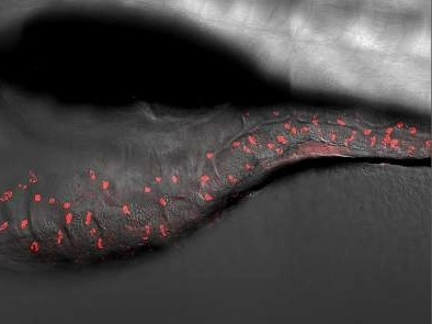 BEST4+ cells are labelled red along the zebrafish gastrointestinal tract. These understudied cells are linked to gastrointestinal diseases and cancer in people. 
