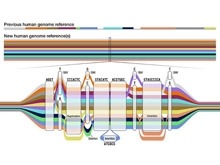 A depiction of a human genome sequence.