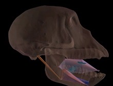 3D Model of Swallowing