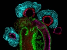A photo of the Drosophila female reproductive system