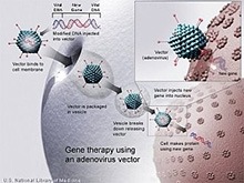 Gene Therapy Oversight