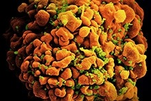 Microscopic view of human papillomaviruses (HPV).