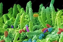 Oral Microbiomes