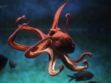 An image of an octopus.